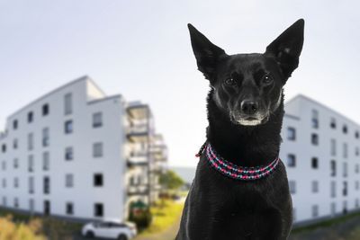 Ein Vier-Pfoten-Mitarbeiter vor zwei Gebäuden.